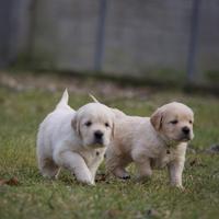 Golden retriver
