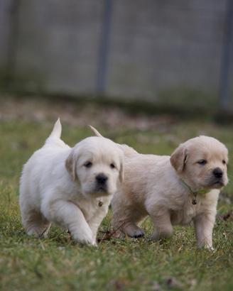 Golden retriver