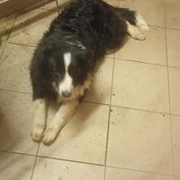 Cucciola Pastore Australiano