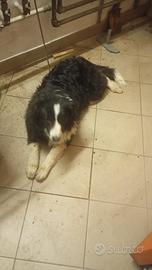 Cucciola Pastore Australiano