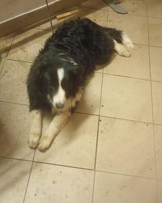 Cucciola Pastore Australiano