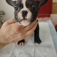 Cuccioli di bulldog francese