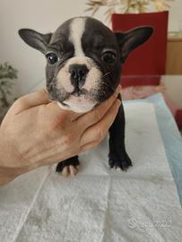 Cuccioli di bulldog francese