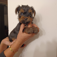 Yorkshire Terrier cucciolata italiana