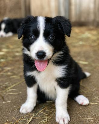 Cuccioli di Border Collie