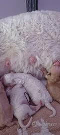 lagotto romagnolo 