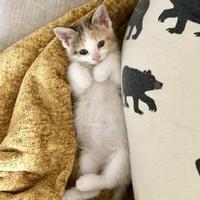 Femminucce incrocio siberiano