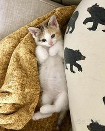 Femminucce incrocio siberiano