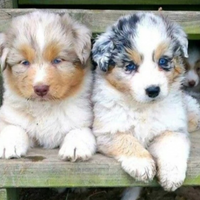 Cuccioli australian shepherd