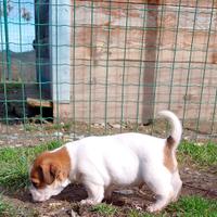 Jack Russell