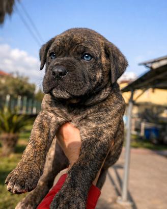 Cuccioli cane corso