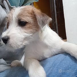 Cuccioli jack russel