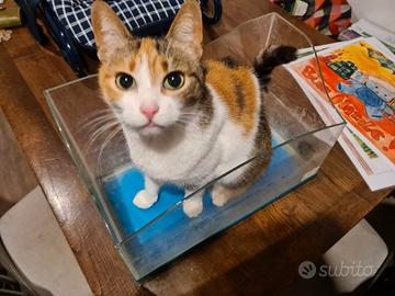 tartarughiera acquario