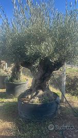 Piante di ulivo