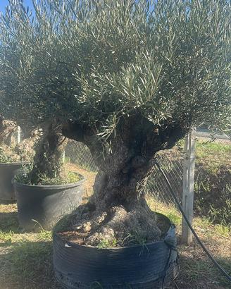 Piante di ulivo
