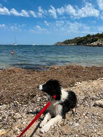 Border collie 6 mesi