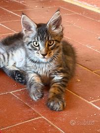 Maine coon 3 mesi