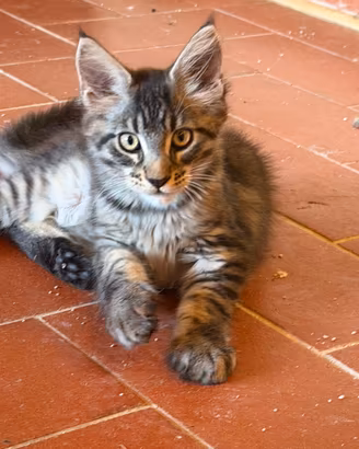 Maine coon 3 mesi
