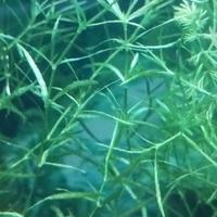 Najas Guadalupensis pianta per acquario 