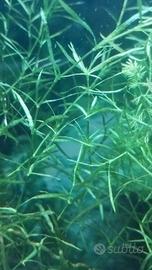 Najas Guadalupensis pianta per acquario 