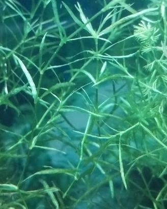 Najas Guadalupensis pianta per acquario 