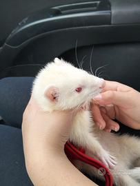 Fureto albino