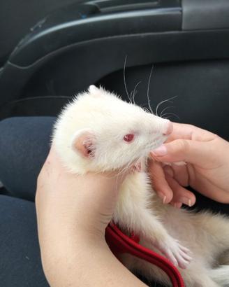 Fureto albino