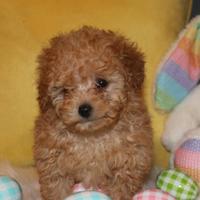 Cuccioli di barboncini toy maschi e femmine