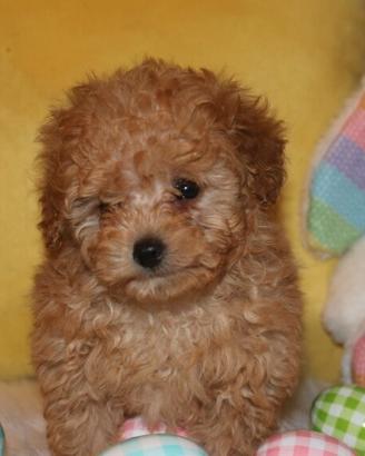 Cuccioli di barboncini maschi