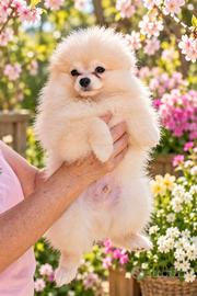 Volpino di Pomerania cuccioli