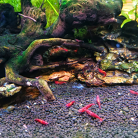 Gamberetti Caridine Red Cherry