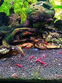 Gamberetti Caridine Red Cherry
