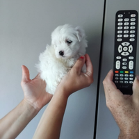 Mini maltipoo toy