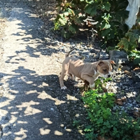 Cucciola American bully