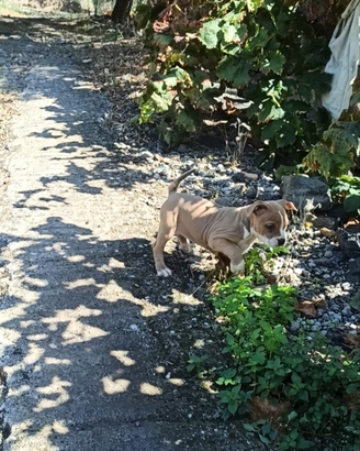Cucciola American bully
