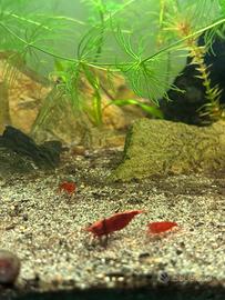 Gamberi acqua dolce caridine