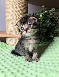 Scottish fold british