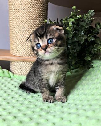 Scottish fold british