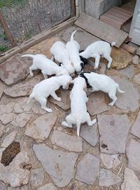 Cuccioli di setter inglesi