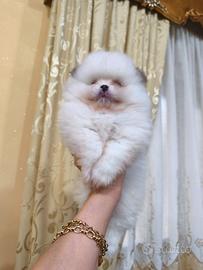 Spitz Pomerania nano Pedigree ENCI