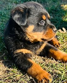 Cucciolo Rottweiler