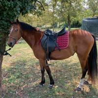 Cavalla del appenino