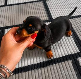 Cucciola bassotto