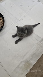 Scottich Fold e Straight