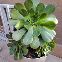 Pianta grassa echeveria