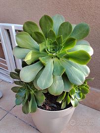 Pianta grassa echeveria