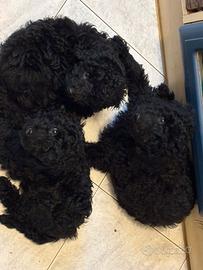 cane barboncino nano nero cuccioli