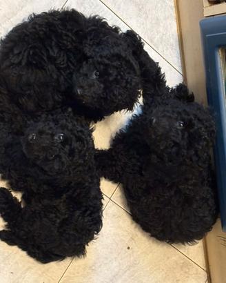 cane barboncino nano nero cuccioli