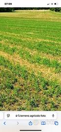 Terreno agricolo