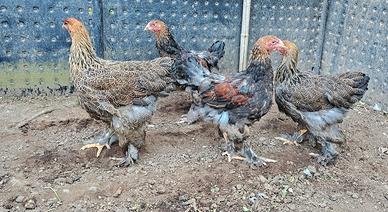 Galline brahma e galline marans